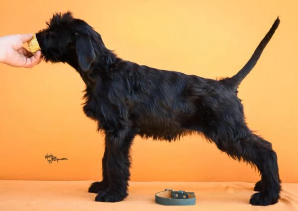 Cuccioli di Schnauzer Gigante Nero | Foto 6
