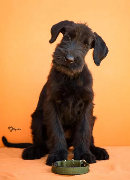 Cuccioli di Schnauzer Gigante Nero | Foto 5