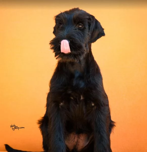 Cuccioli di Schnauzer Gigante Nero