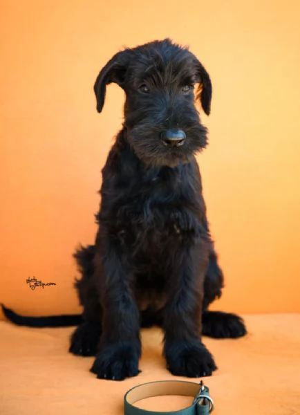 Cuccioli di Schnauzer Gigante Nero | Foto 3