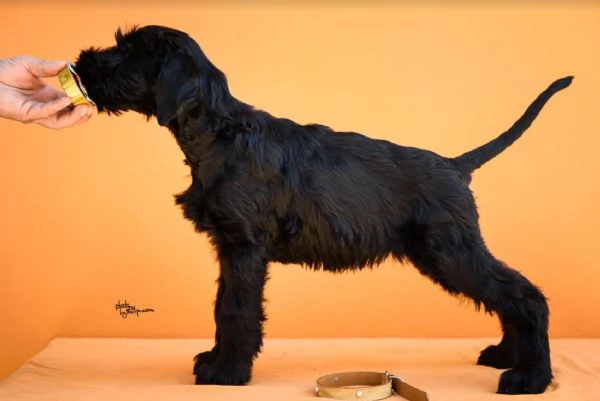 Cuccioli di Schnauzer Gigante Nero | Foto 1