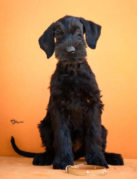 Cuccioli di Schnauzer Gigante Nero | Foto 0