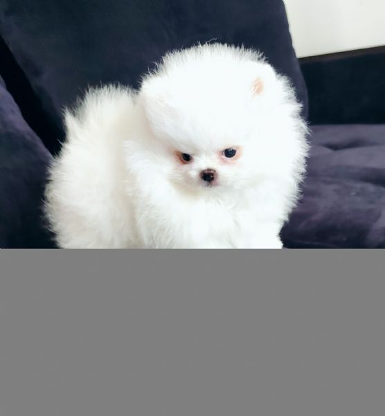Cuccioli POMERANIA toy!! | Foto 0