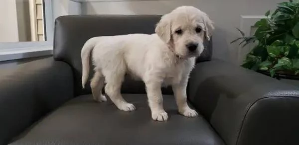 BELLISSIMI CUCCIOLI DI GOLDEN