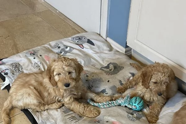 Adorabili cuccioli di Cockapoo