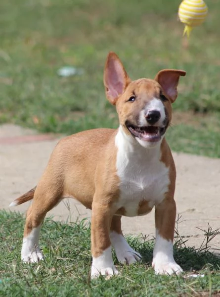 Cuccioli Mini Bull Terrier