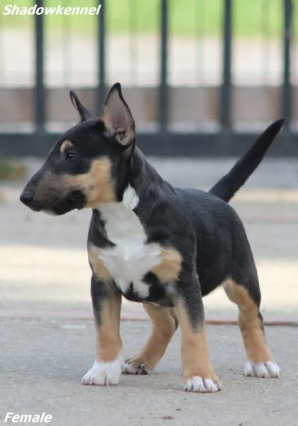 Cuccioli Mini Bull Terrier | Foto 6