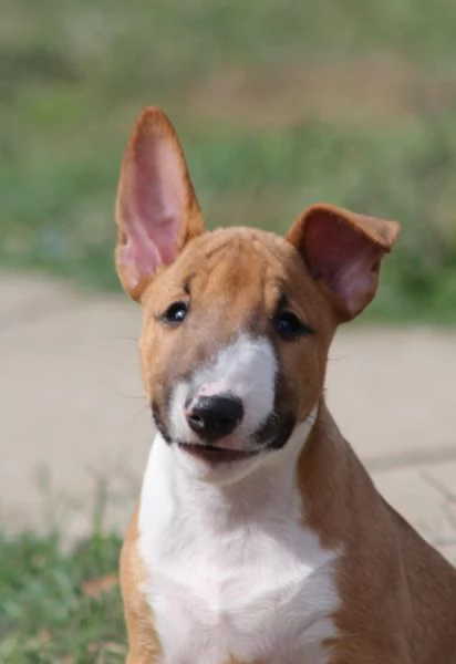 Cuccioli Mini Bull Terrier | Foto 5