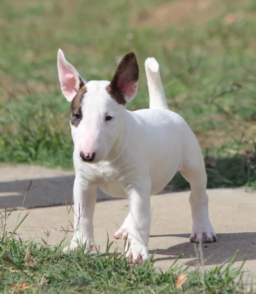 Cuccioli Mini Bull Terrier | Foto 4
