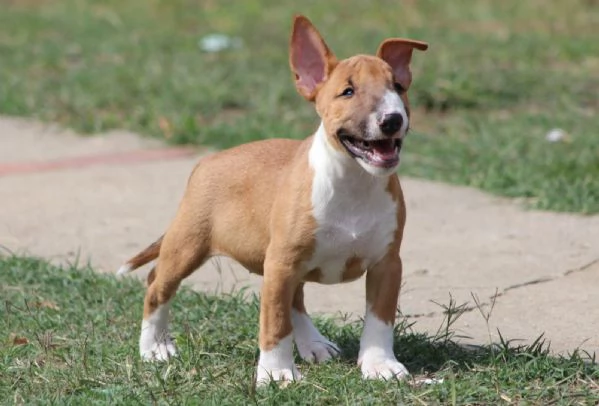 Cuccioli Mini Bull Terrier | Foto 3
