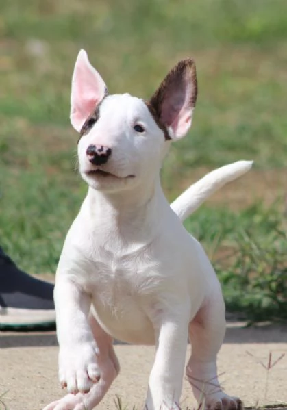 Cuccioli Mini Bull Terrier | Foto 2