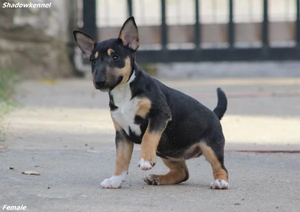 Cuccioli Mini Bull Terrier | Foto 1