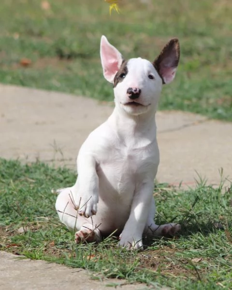 Cuccioli Mini Bull Terrier | Foto 0