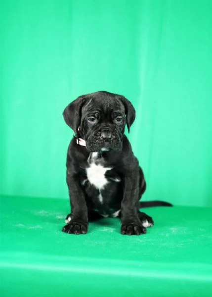 Cuccioli di Cane Corso in vendita | Foto 6