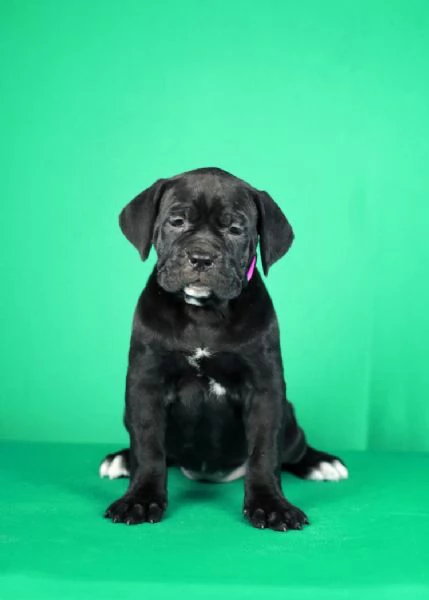 Cuccioli di Cane Corso in vendita