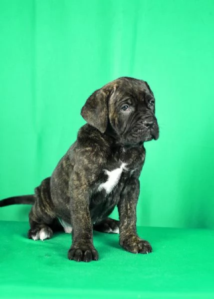 Cuccioli di Cane Corso in vendita | Foto 4