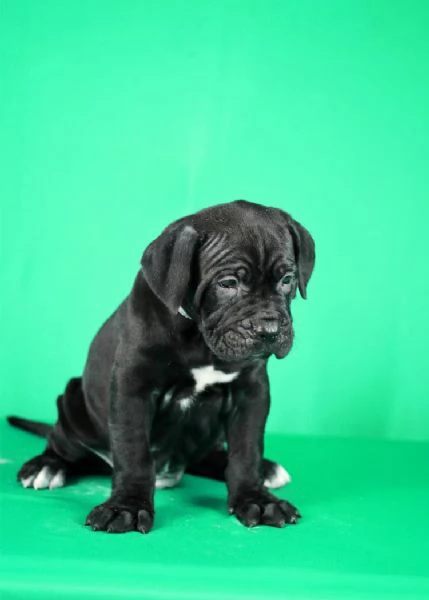 Cuccioli di Cane Corso in vendita | Foto 3