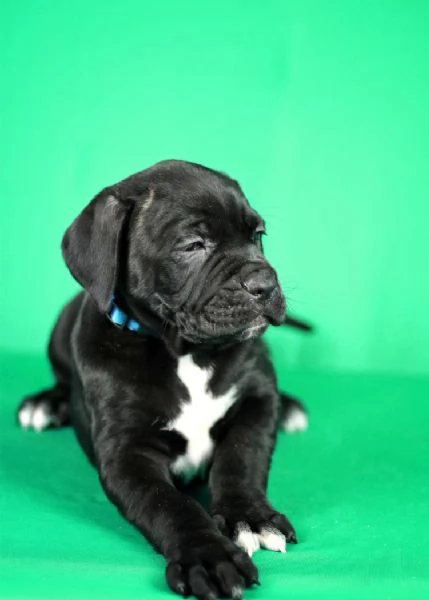 Cuccioli di Cane Corso in vendita | Foto 2