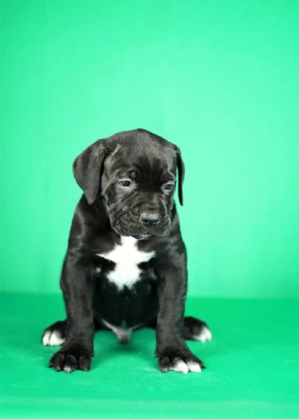 Cuccioli di Cane Corso in vendita | Foto 1