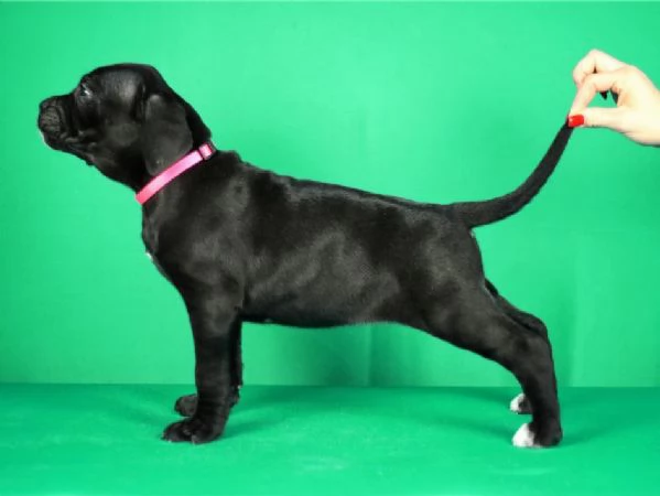 Cuccioli di Cane Corso in vendita | Foto 0
