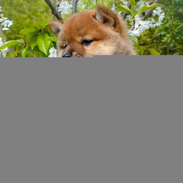 SHIBA INU cuccioli  | Foto 0