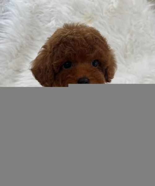 Due cuccioli di Barboncina toy 