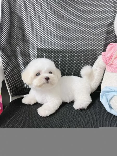 Cuccioli Barboncino toy