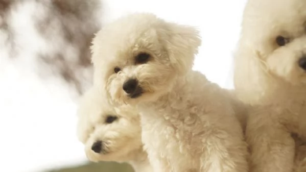 Il Regalo di Natale Più Magico Che Aspettavi: un Batuffolo d'Amore! | Foto 11