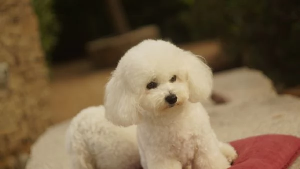 Il Regalo di Natale Più Magico Che Aspettavi: un Batuffolo d'Amore! | Foto 10