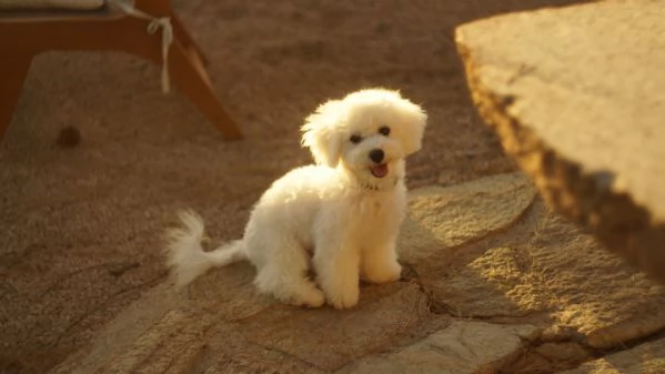 Cuccioli di Bichon Frise | Foto 7