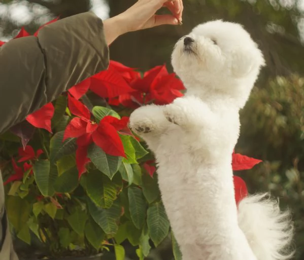 Bichon Frise | Foto 13