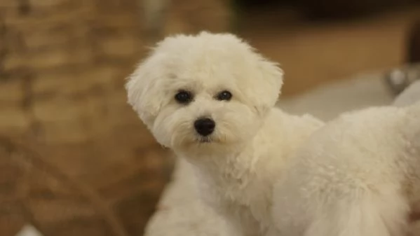 Il Regalo di Natale Più Magico Che Aspettavi: un Batuffolo d'Amore! | Foto 8