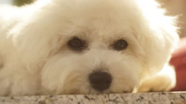 Il Regalo di Natale Più Magico Che Aspettavi: un Batuffolo d'Amore! | Foto 7