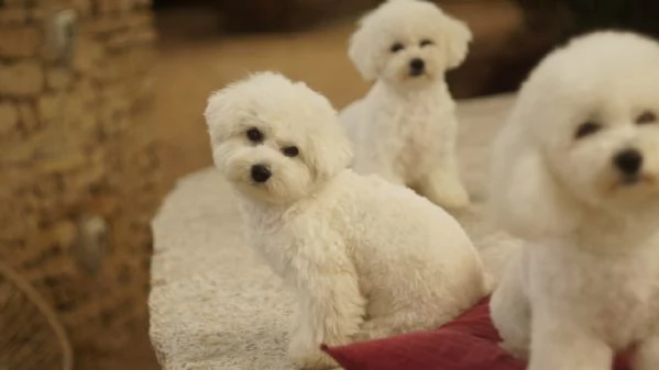 Il Regalo di Natale Più Magico Che Aspettavi: un Batuffolo d'Amore! | Foto 6