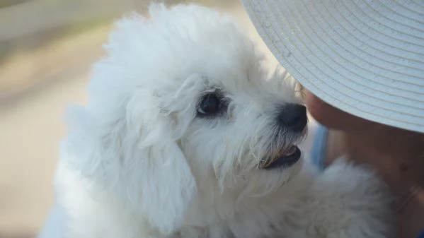 Bichon Frise | Foto 9