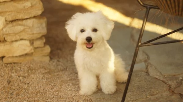 Cuccioli di Bichon Frise | Foto 5