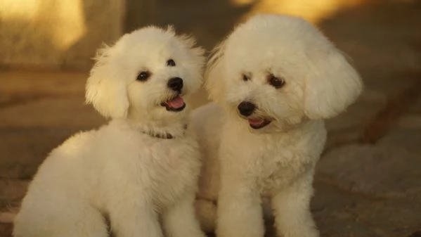 Cuccioli di Bichon Frise | Foto 4