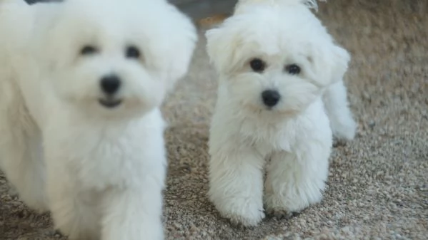 Bichon Frise | Foto 5