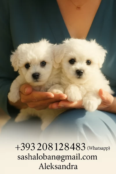 Cuccioli di Bichon Frise | Foto 3