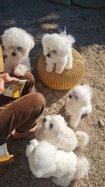 Cuccioli di Bichon Frise | Foto 0