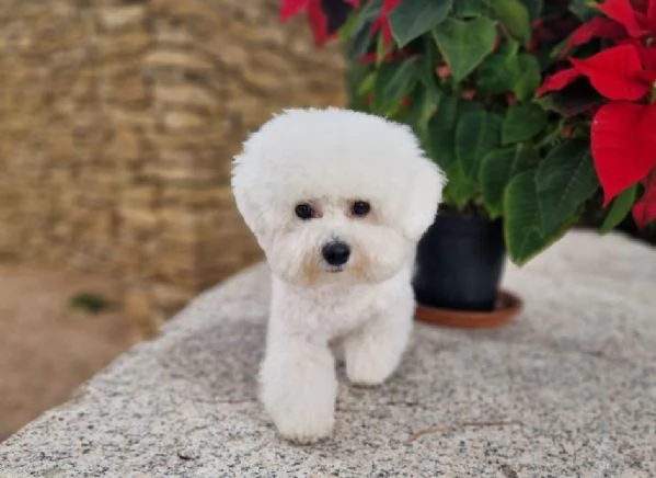 Bichon Frise