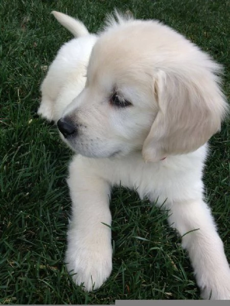 Cuccioli maschi di Golden Retriever | Foto 0