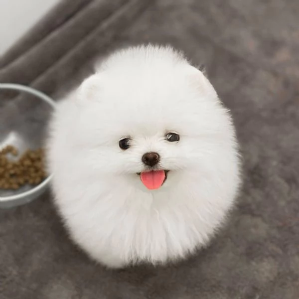 Cuccioli di Pomerania toy