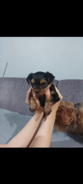 Bellissimo Yorkshire tradizionale | Foto 2