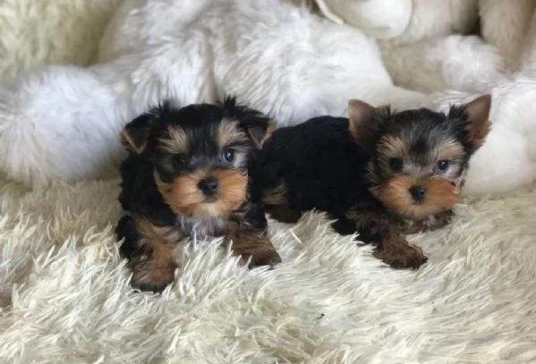 Bellissimo Yorkshire tradizionale