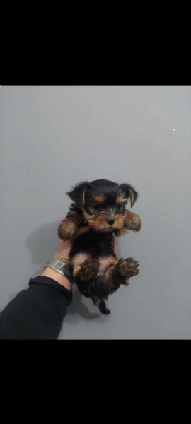 Bellissimo Yorkshire tradizionale | Foto 0