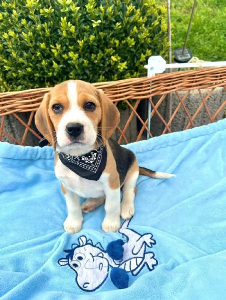 Bellissimo Beagle tradizionale | Foto 2