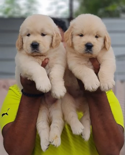 Golden Retriever Cucciola 