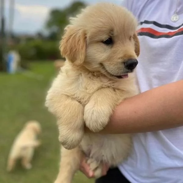 Cuccioli Golden Retriever