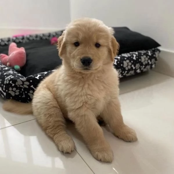 Cuccioli di golden retriever 100% linea americana